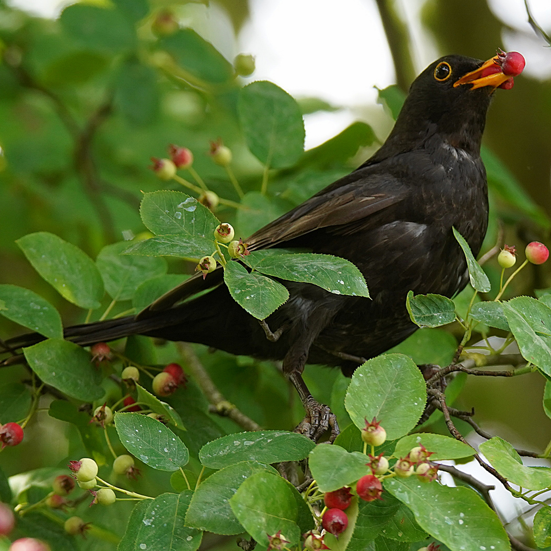 Die ersten Beeren 