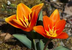 Die ersten beiden Wildtulpen