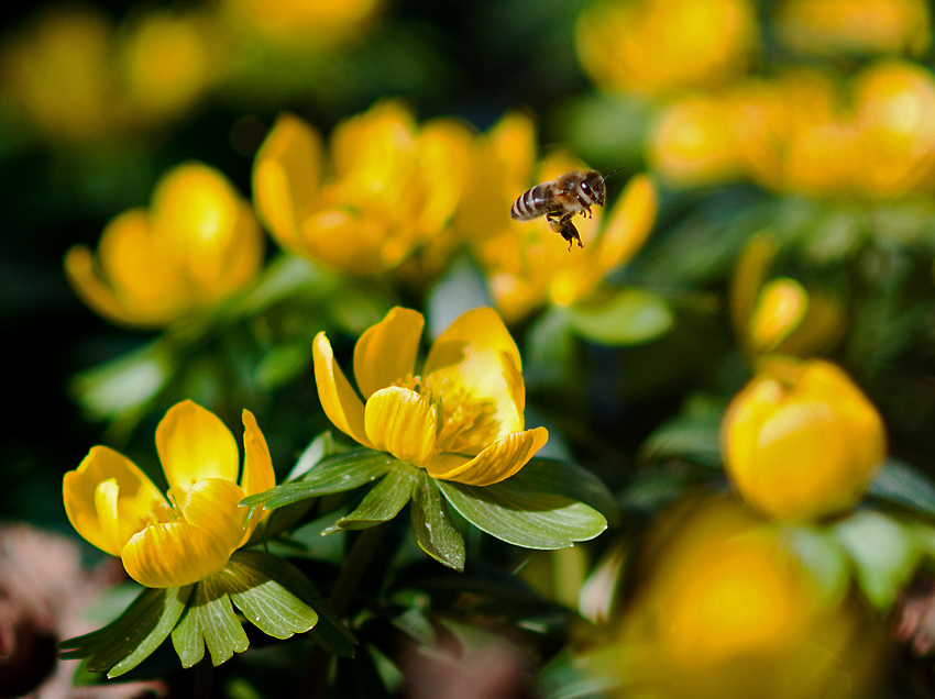 Die ersten Bienchen...