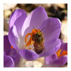 Die ersten Bienchen fliegen wieder