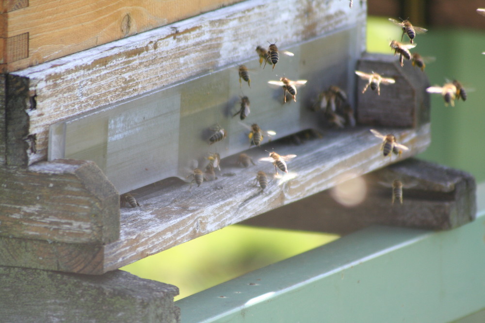 die ersten Bienchen sind schon unterwegs