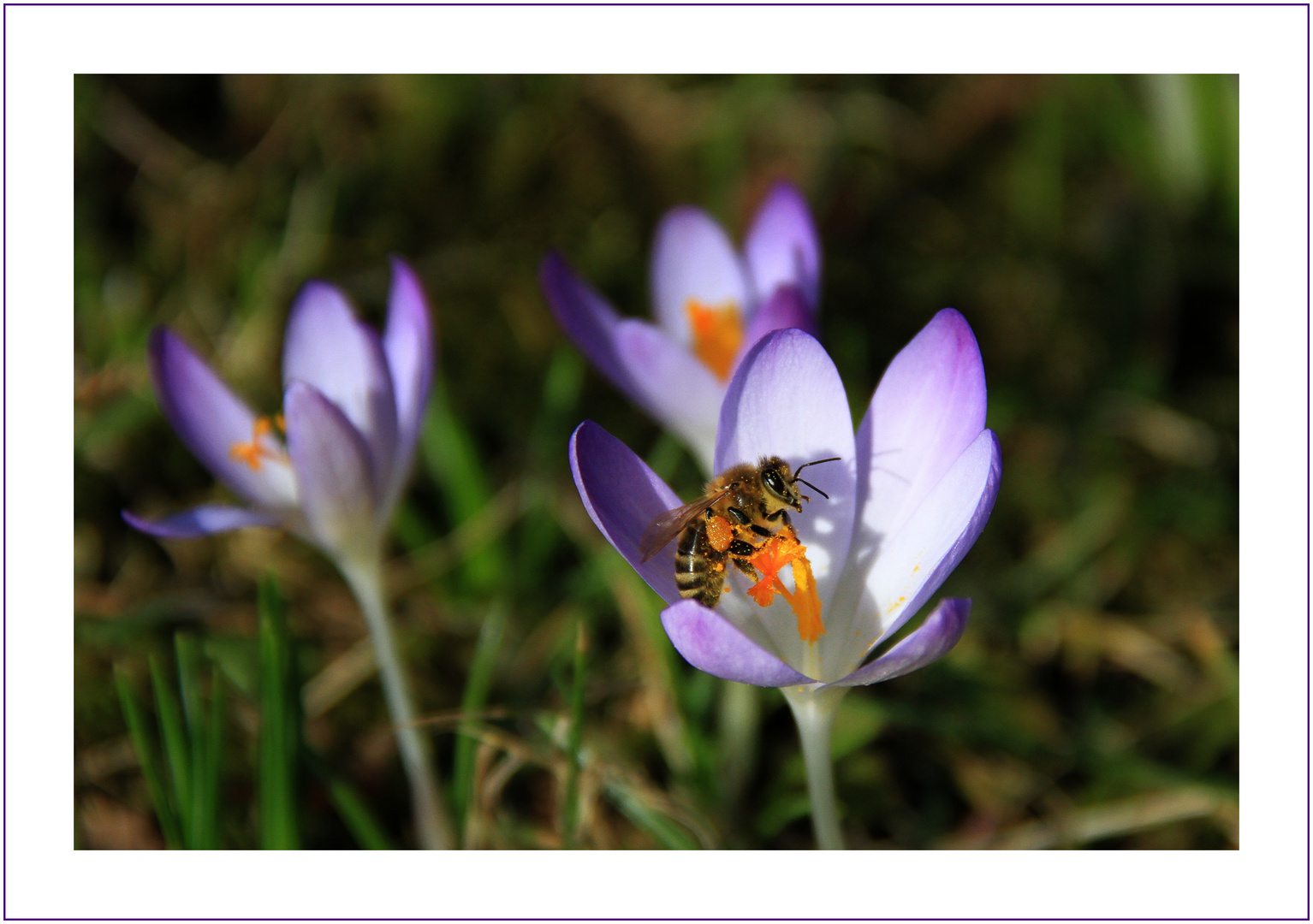 Die ersten Bienchen sind unterwegs...