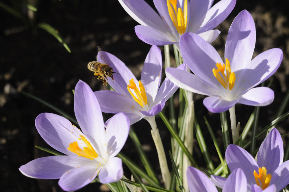 Die ersten Bienen 2008