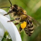 Die Ersten Bienen