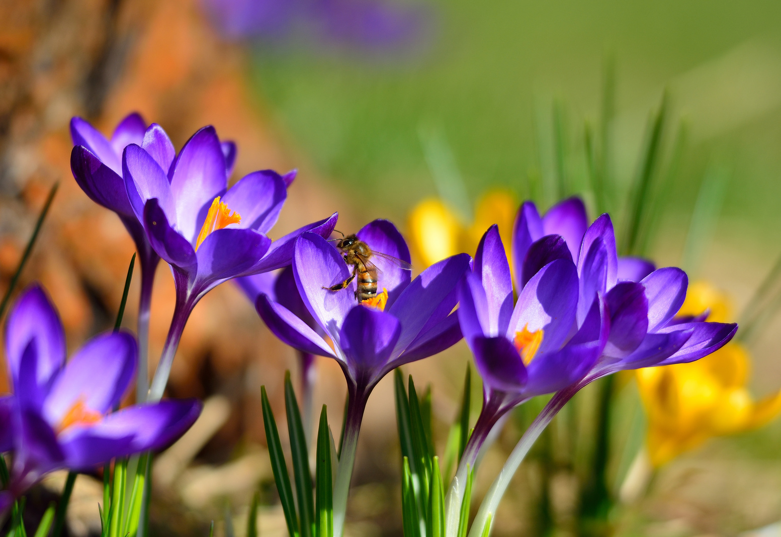 Die ersten Bienen.....