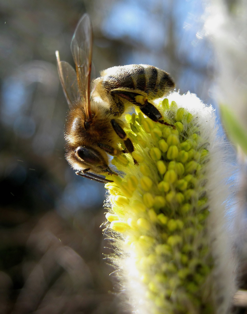 Die ersten Bienen...