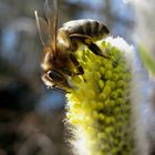 Die ersten Bienen...