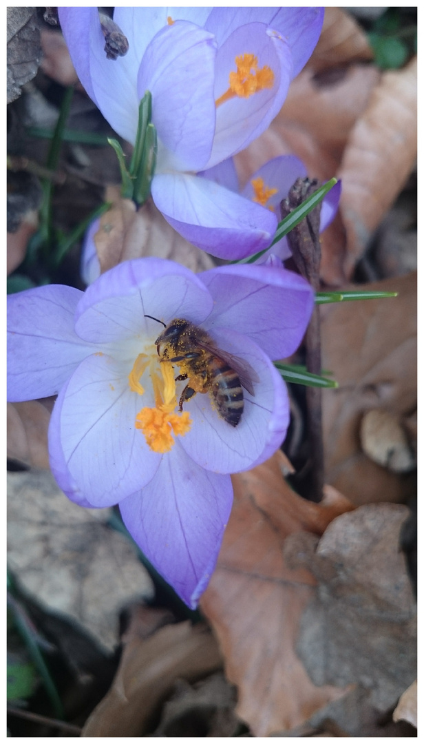 Die ersten Bienen