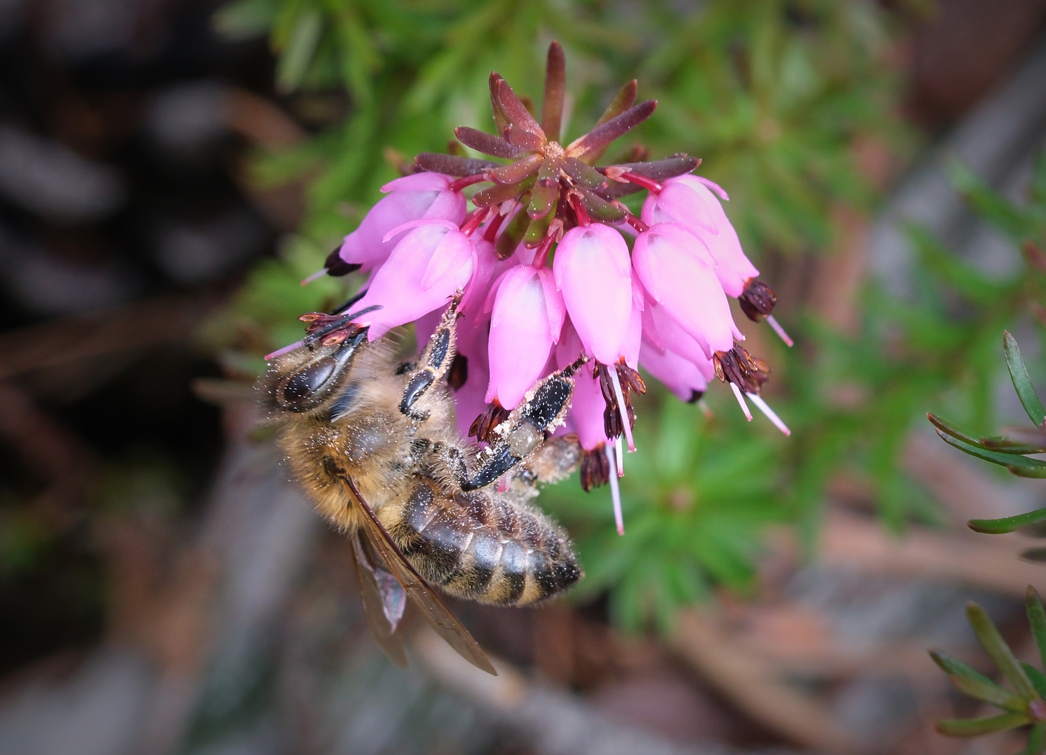 Die ersten Bienen