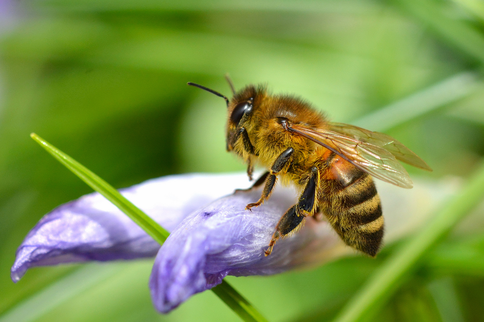 Die ersten Bienen