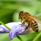 Die ersten Bienen