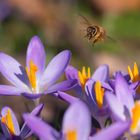 Die ersten Bienen