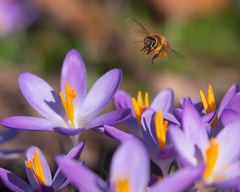 Die ersten Bienen