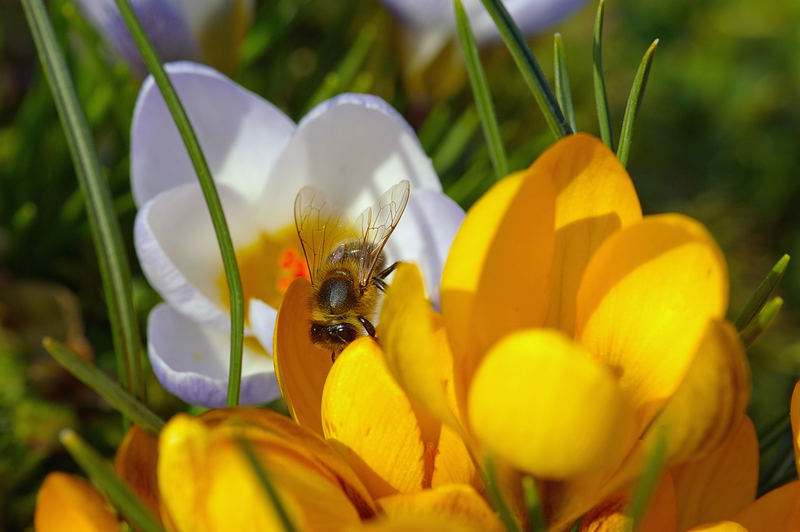 Die ersten Bienen die ich sehe