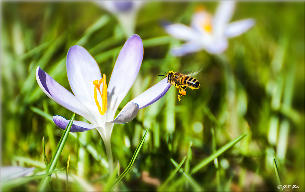 Die ersten Bienen.....