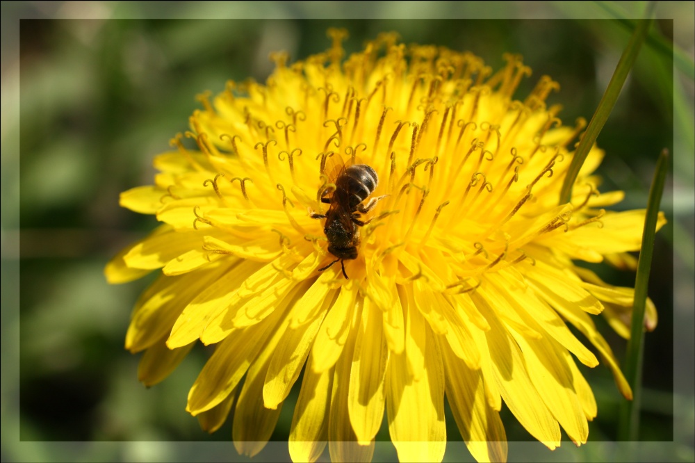 die ersten Bienen