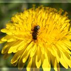 die ersten Bienen