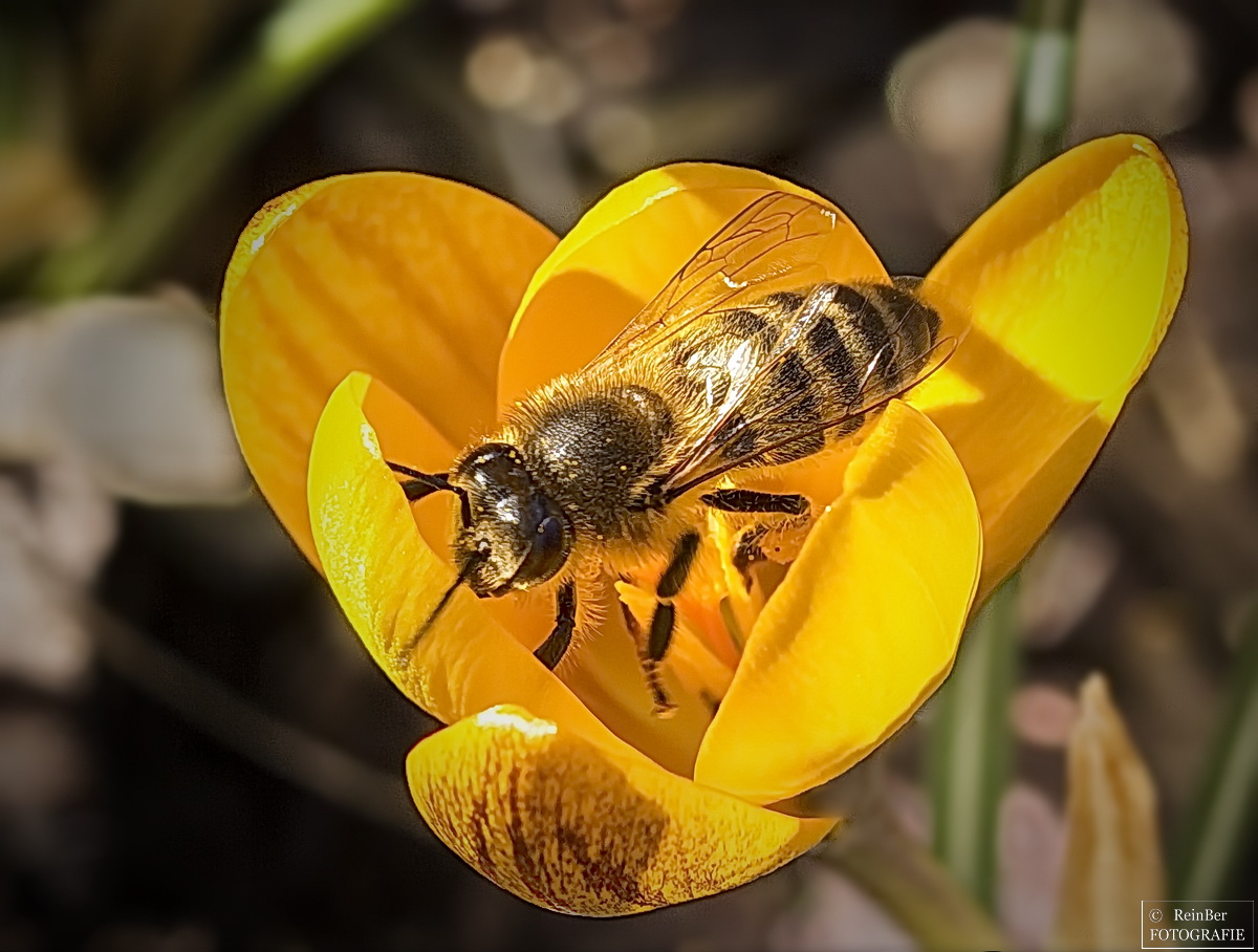 Die ersten Bienen fliegen aus.