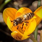 Die ersten Bienen fliegen aus.