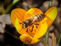 Die ersten Bienen fliegen aus.