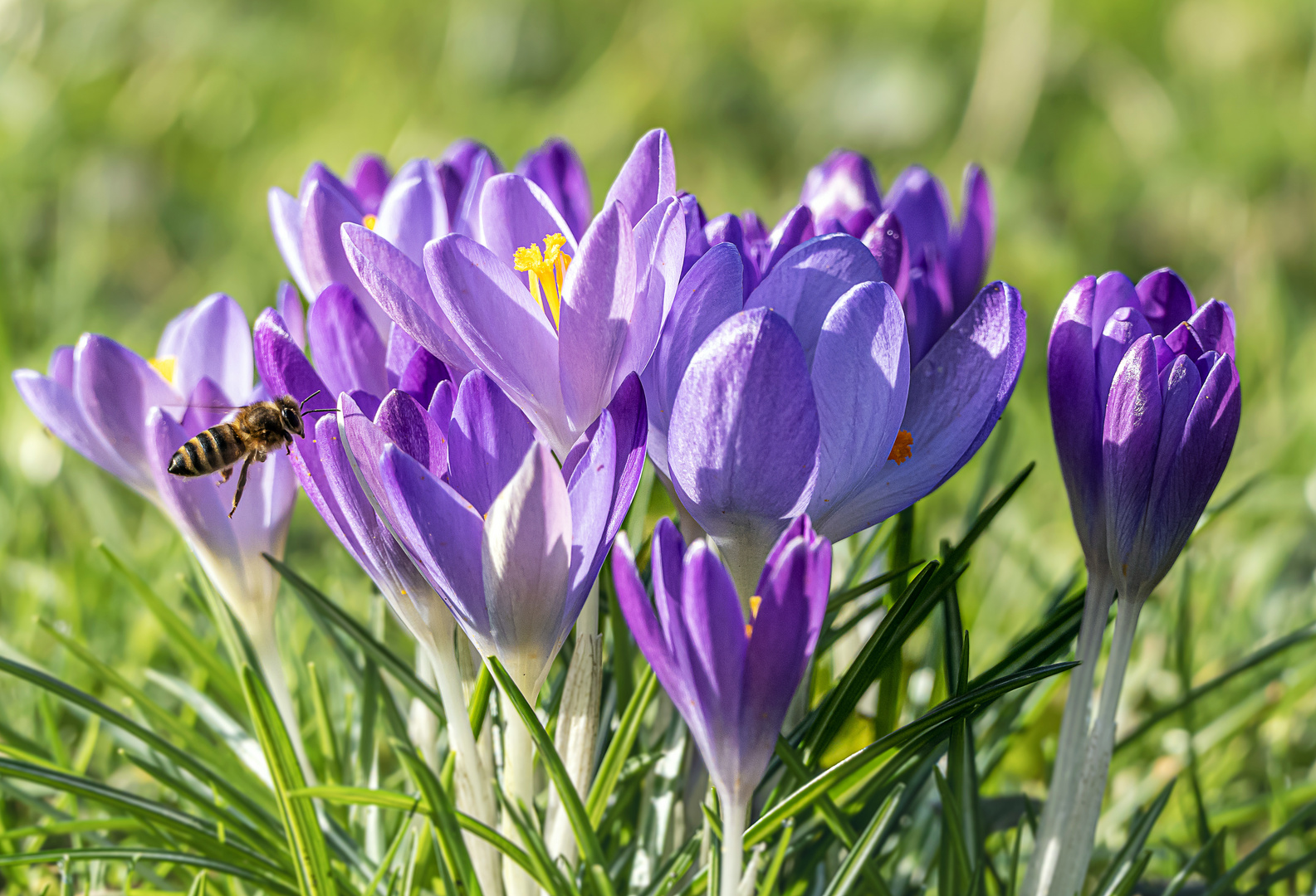 Die ersten Bienen fliegen