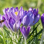 Die ersten Bienen fliegen