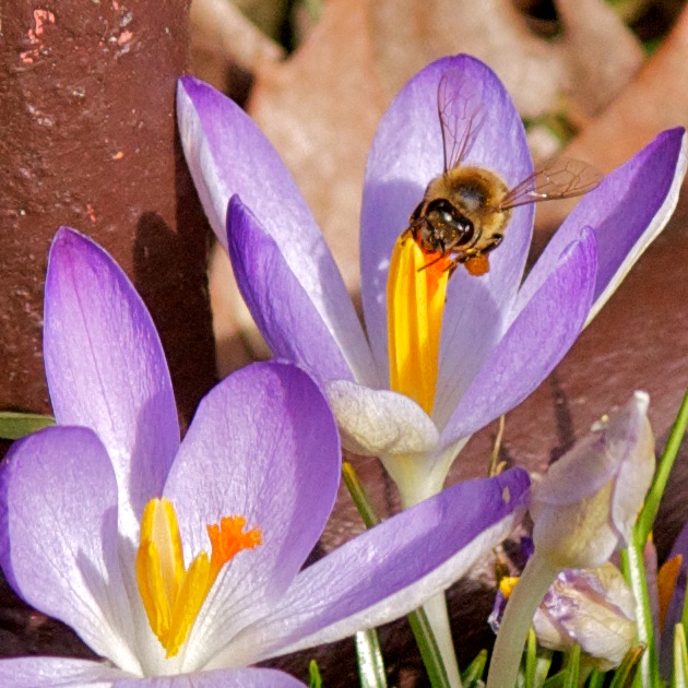 Die ersten Bienen flogen heute aus (1)