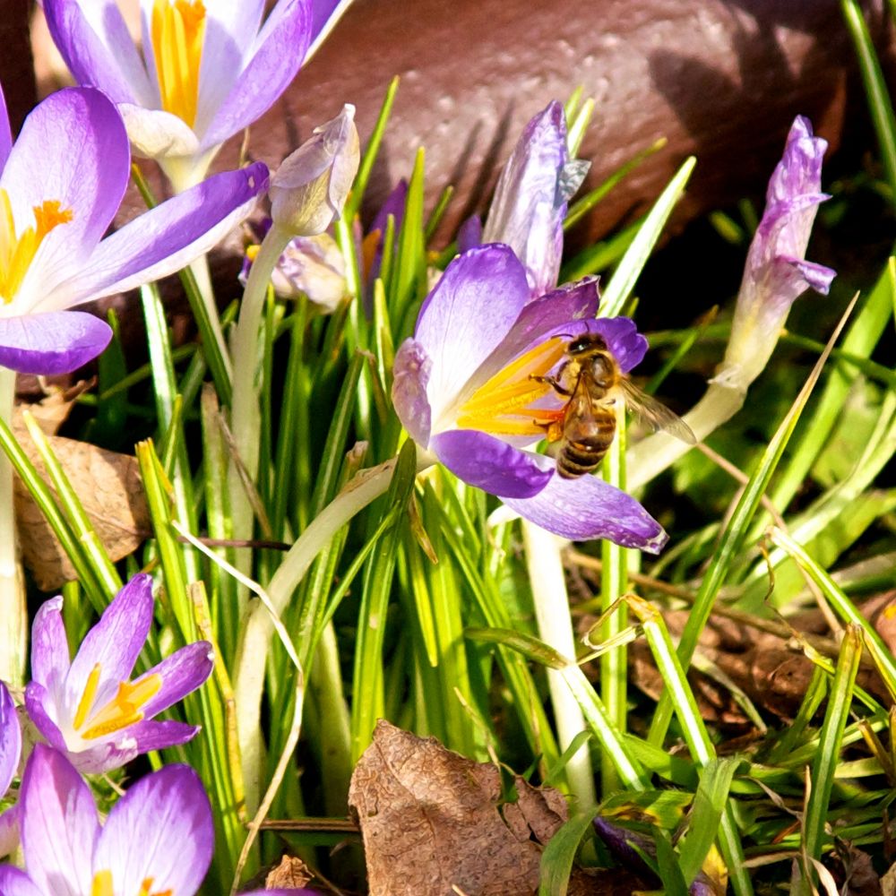 Die ersten Bienen flogen heute aus (2)