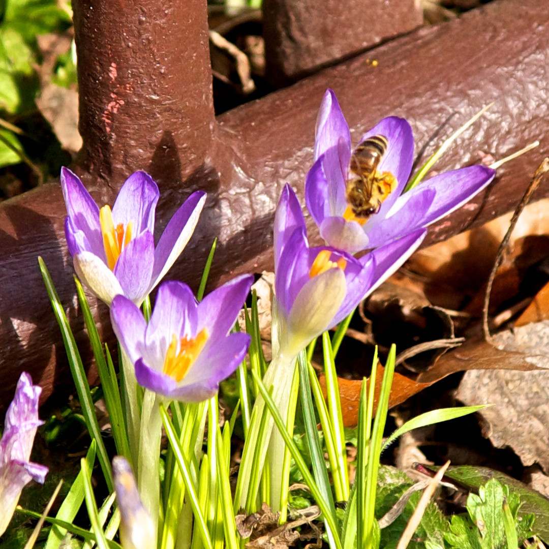 Die ersten Bienen flogen heute aus (3)