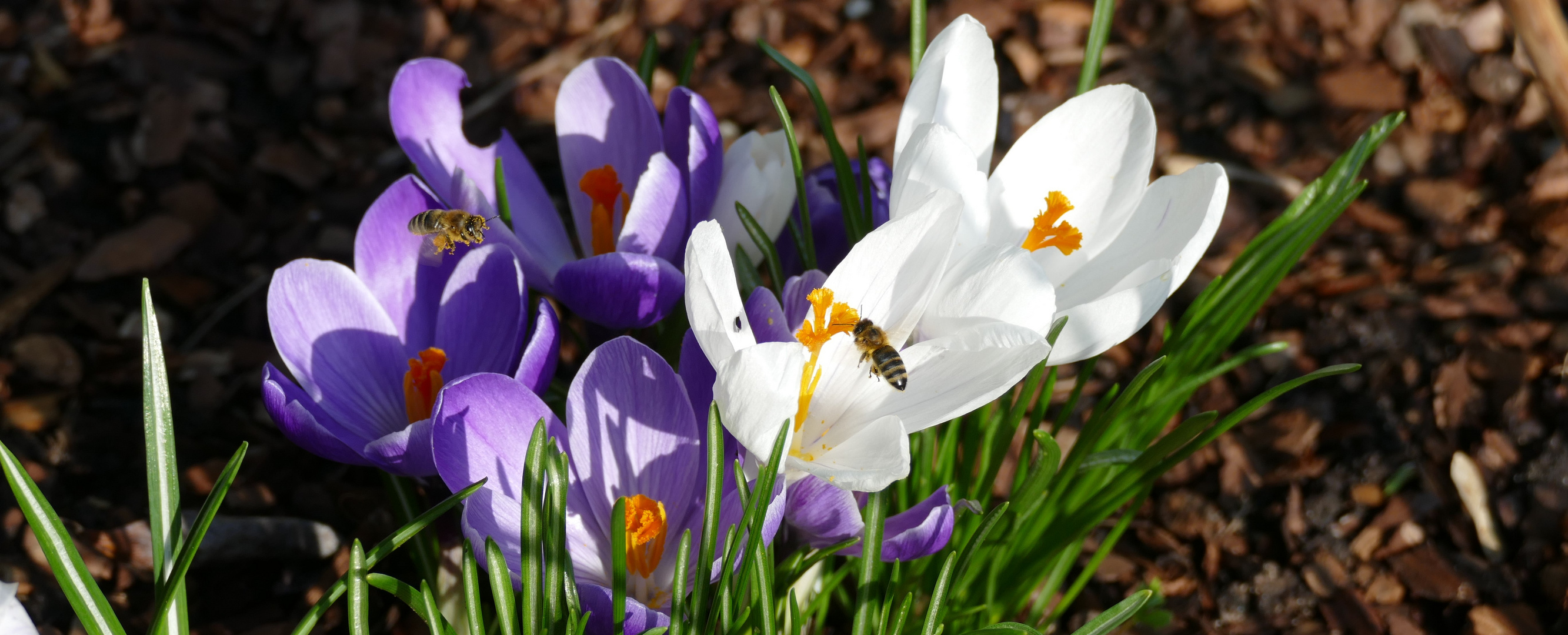 Die ersten Bienen im Anflug