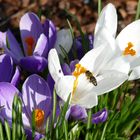 Die ersten Bienen im Anflug