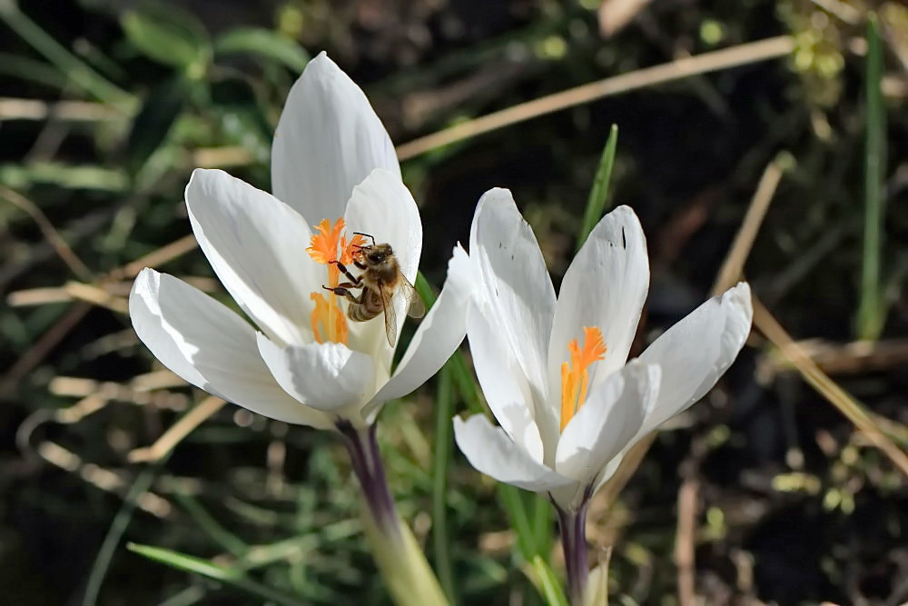 die ersten Bienen sind da