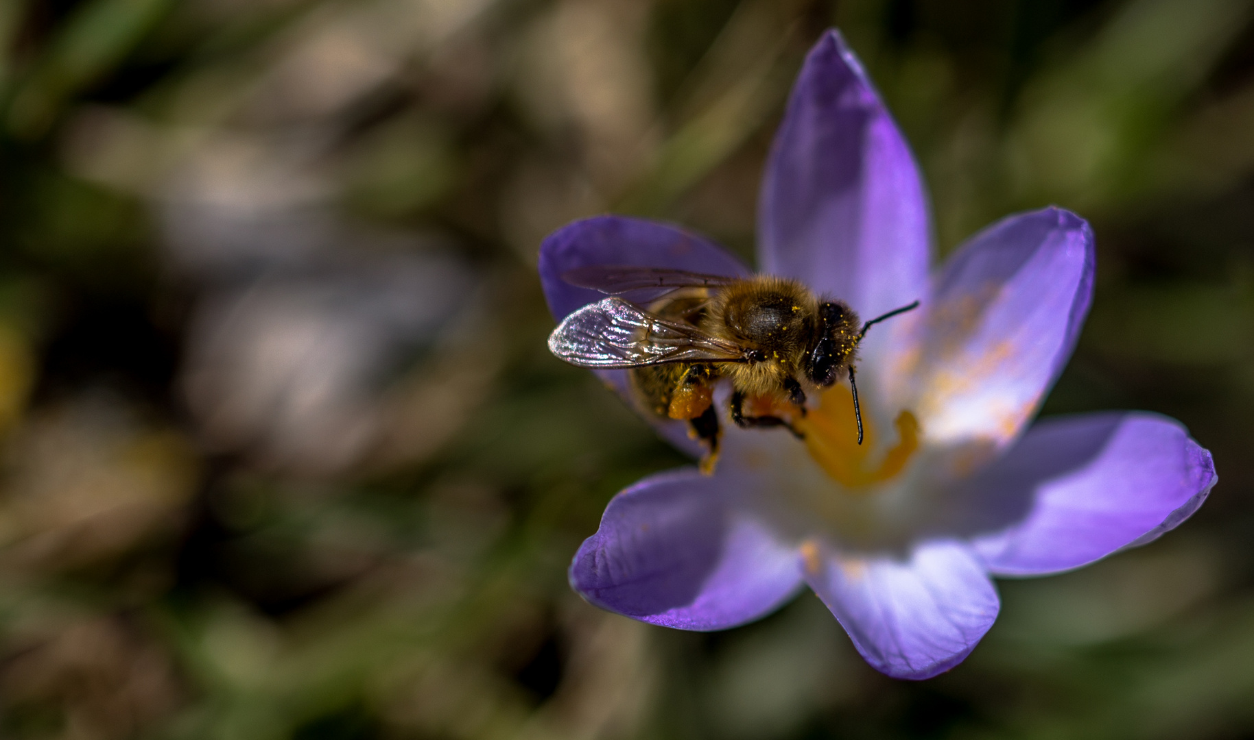 Die ersten Bienen sind da...