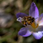 Die ersten Bienen sind da...