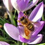 Die ersten Bienen sind heute da