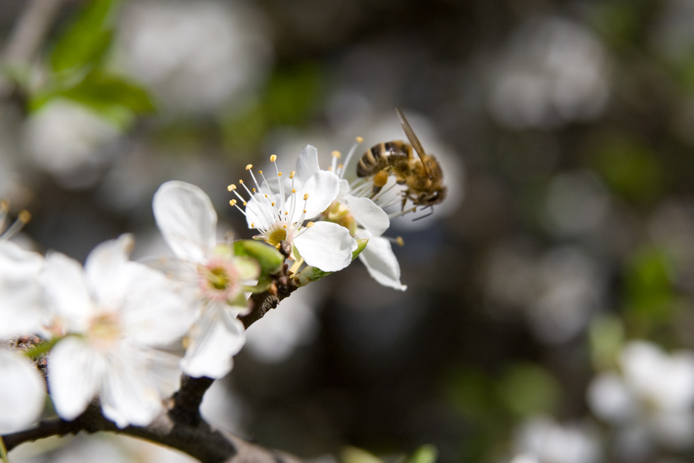 Die ersten Bienen sind unterwegs...