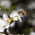 Die ersten Bienen sind unterwegs...