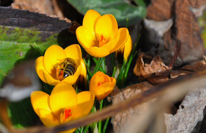 Die ersten Bienen stürzen sich auf die vielen Pollen der Crocusse.....