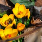 Die ersten Bienen stürzen sich auf die vielen Pollen der Crocusse.....