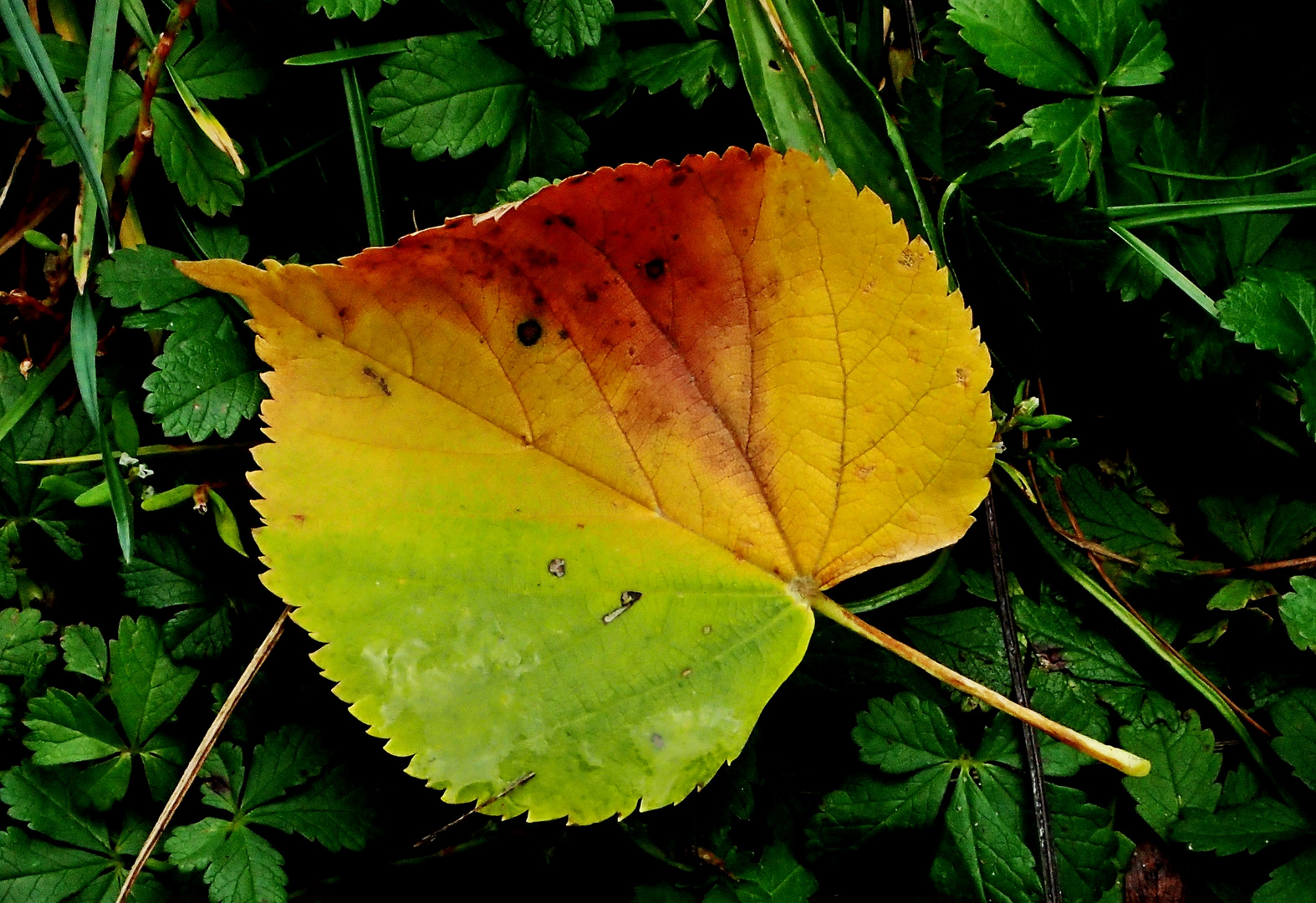 Die ersten Blätter fallen... Foto & Bild | jahreszeiten, herbst, natur