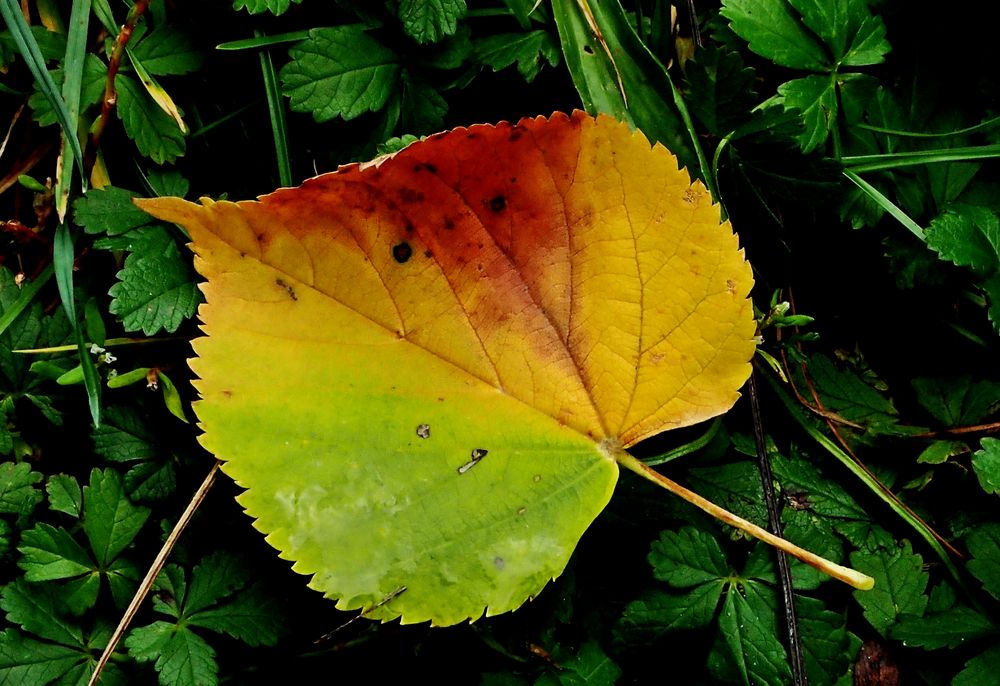 Die ersten Blätter fallen... Foto & Bild jahreszeiten, herbst, natur Bilder auf