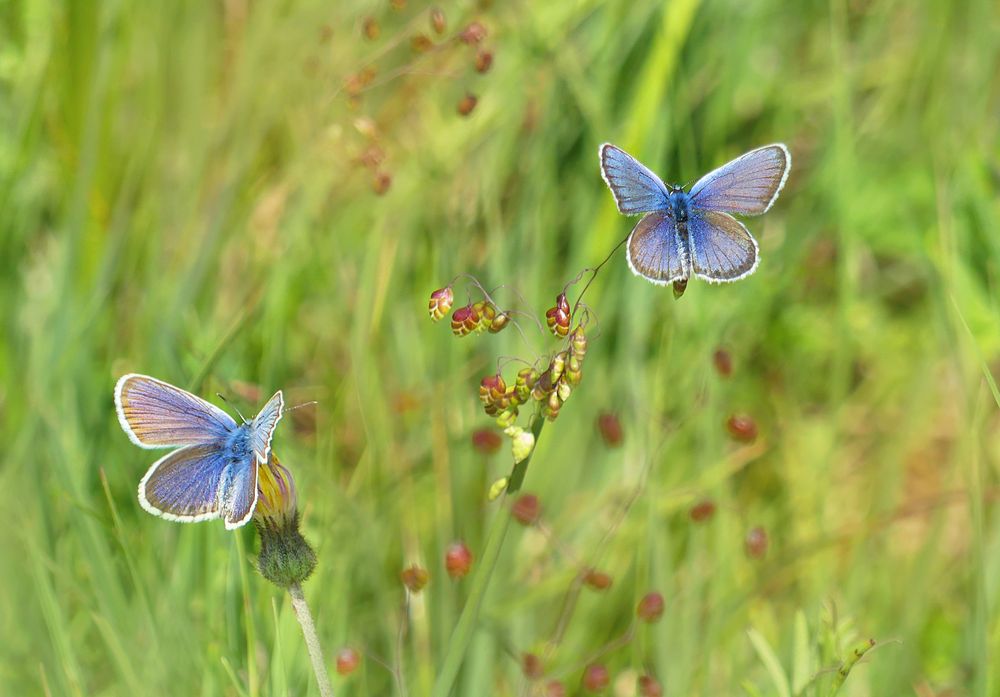 Die ersten Bläulinge im Hochmoor