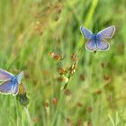 Die ersten Bläulinge im Hochmoor