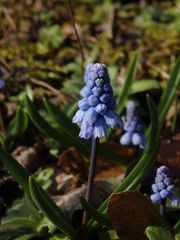 Die ersten blauen Hyazinthen.... 