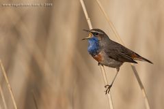 Die ersten Blaukehlchen 2009 Teil 3