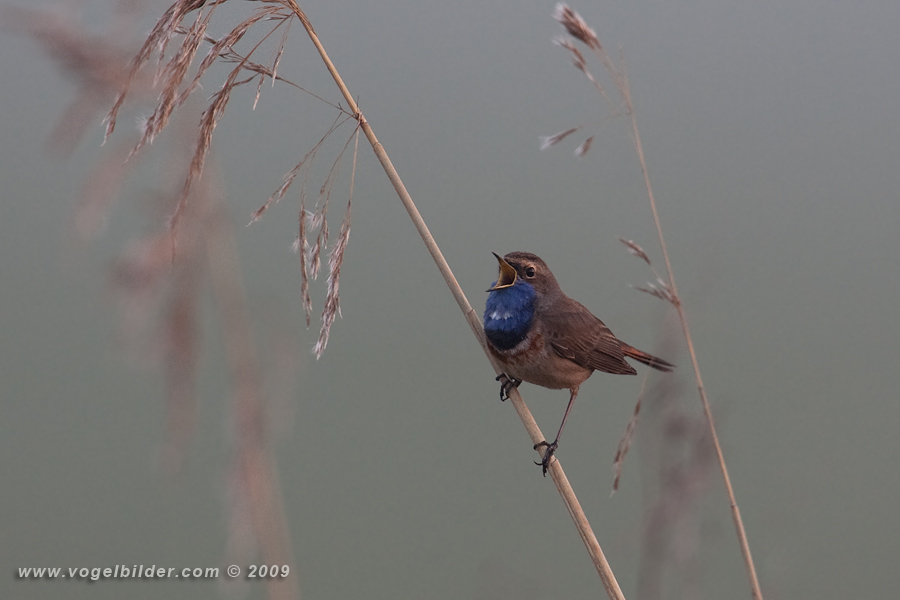 Die ersten Blaukehlchen 2009 Teil 4