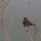 Die ersten Blaukehlchen 2009 Teil 4