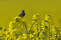 Die ersten Blaukehlchen im Raps...