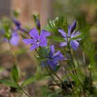 Die ersten Blühten im Garten