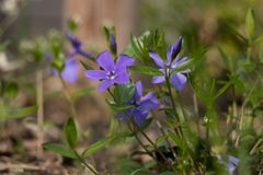 Die ersten Blühten im Garten